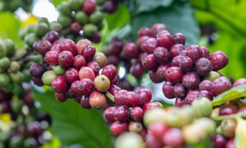 Giá cà phê thế giới nối đà tăng mạnh