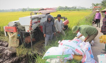 Nguồn cung dồi dào, giá gạo xuất khẩu tiếp tục chịu áp lực giảm