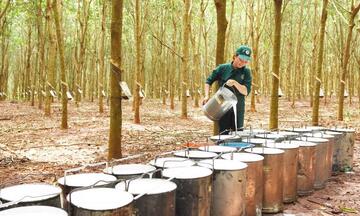 Xuất khẩu cao su Việt Nam tăng mạnh trong tháng 3