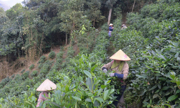 Chuyện người giữ vị chè Shan tuyết giữa núi rừng Tuyên Quang