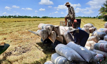 TP. Cần Thơ: Ngành Công Thương tăng tốc liên kết tiêu thụ lúa gạo