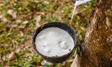 Giá cao su đồng loạt tăng, rủi ro nguồn cung vẫn đè nặng thị trường