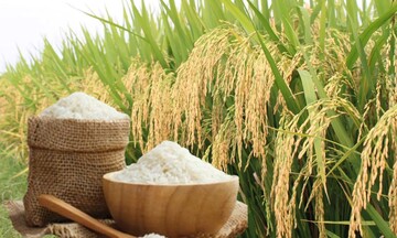Giá lúa gạo hôm nay ngày 22/4: Gạo nguyên liệu xuất khẩu tiếp đà tăng