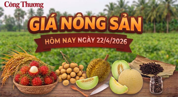 Giá nông sản hôm nay 22/4/2026: Tăng, giảm trái chiều