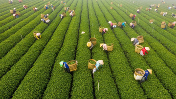 Xúc tiến giao thương tại 'Ngày Quốc tế Chè' 2026 Nam Ninh, Trung Quốc