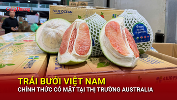 Trái bưởi Việt Nam chính thức có mặt tại thị trường Australia 
