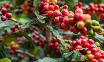 Giá cà phê thế giới tăng mạnh do lo ngại thiếu nguồn cung 