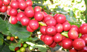 Lễ hội cà phê Việt Nam tại Singapore: Cơ hội cho doanh nghiệp Việt