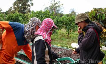 Giá cà phê hôm nay 24/4/2026: Tiếp đà tăng giá