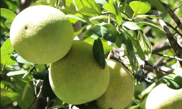 Infographic | Bưởi Việt Nam chính thức xuất khẩu vào Australia