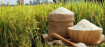 Giá lúa gạo hôm nay ngày 24/4/2026: Lúa tươi đồng loạt giảm nhẹ