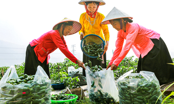 Ớt J xanh Lâm Thượng: Mở lối xuất khẩu, nâng tầm nông sản vùng cao