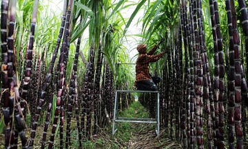Xăng E10: 'Cú hích' nâng giá trị cây mía, 'mở đường' kinh tế tuần hoàn