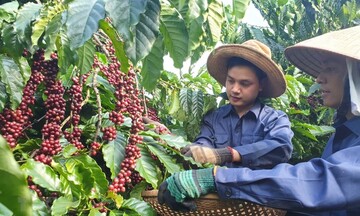 Việt Nam là thị trường cung cấp cà phê lớn thứ ba cho Anh 