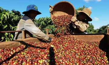 Xuất khẩu nông sản Việt: Nhiều nhưng chưa mạnh vì thiếu thương hiệu