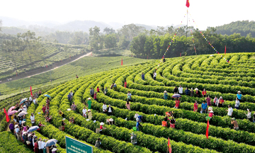 Nỗ lực xây dựng, phát triển thương hiệu chè Thái Nguyên