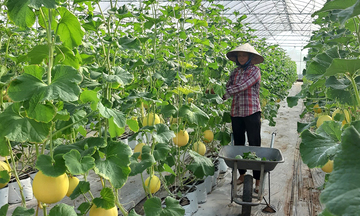 Tín dụng 'đi trước' mở lối chuyển đổi nông nghiệp xanh