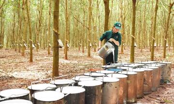 Giá cao su tăng nhẹ, lo ngại nguồn cung và địa chính trị hỗ trợ