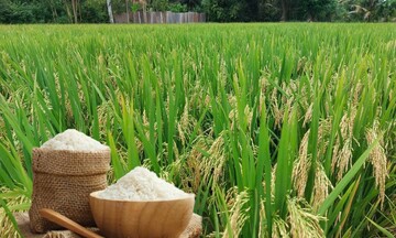 Giá lúa gạo hôm nay ngày 30/4: Gạo xuất khẩu biến động trái chiều