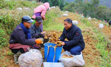 'Hồi sinh' vùng đá xám nơi địa đầu Tổ quốc từ cây gừng
