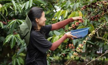 Giá cà phê hôm nay 2/5/2026: Giảm đồng loạt từ 1.100 - 1.200 đồng/kg
