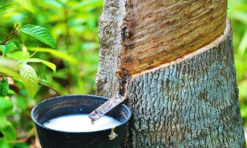 Nguồn cung thắt chặt đẩy giá cao su toàn cầu khởi sắc