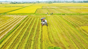 'Xuyên lễ' trên những cánh đồng lúa vàng ươm ở Hà Tĩnh
