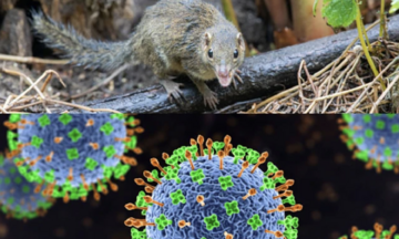 Thông tin mới nhất của Bộ Y tế về virus lây truyền từ chuột