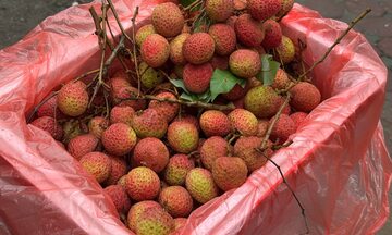 Mất mùa, giá cao, vải u trứng vẫn được săn đón