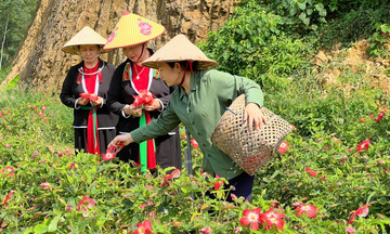 Đưa đặc sản địa phương lên nền tảng số, mở lối thị trường mới