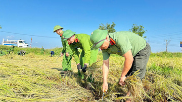 Hà Tĩnh: Huy động các lực lượng giúp người dân gặt lúa sau dông lốc