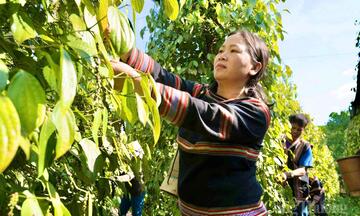 Giá tiêu hôm nay 8/5/2026: Duy trì bình ổn