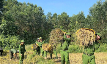 Thành phố Huế: Lực lượng Công an hỗ trợ người dân thu hoạch lúa