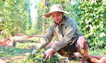 Giá tiêu hôm nay 9/5/2026: Lặng sóng chờ tín hiệu mới