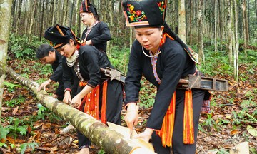 Quế Tân Hợp: Từ rừng nguyên liệu đến thương hiệu nông sản xuất khẩu