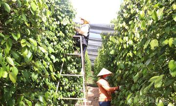Giá tiêu hôm nay 14/5/2026: Giữ giá, neo mốc 141.500 - 144.000 đồng/kg