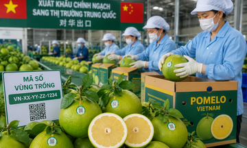 Xuất khẩu chính ngạch mở lối nâng giá trị bưởi, chanh Việt