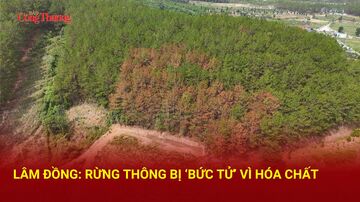 Lâm Đồng: Rừng thông bị ‘bức tử' nghi vì hóa chất