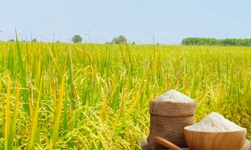 Giá lúa gạo hôm nay ngày 16/5: Gạo xuất khẩu biến động mạnh
