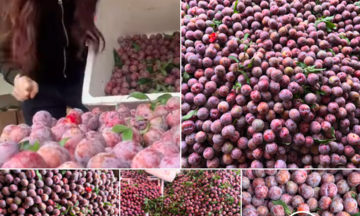 Vào chính vụ, mận giá rẻ trở thành mặt hàng hút khách mùa hè