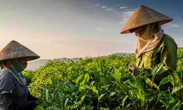 Thị trường chè Hà Lan mở cơ hội cho doanh nghiệp Việt