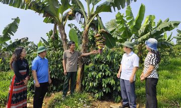 Xã A Lưới 2: Tái cơ cấu nông nghiệp, mở sinh kế mới cho đồng bào