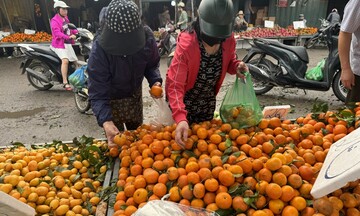 Vì sao quýt sim cuối mùa 'hút' khách? 