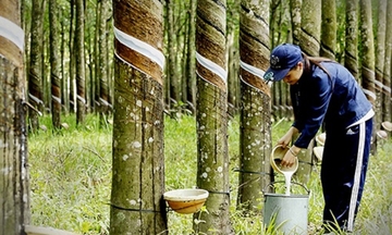 Xuất khẩu cao su đối diện sức ép từ giá và quy định môi trường