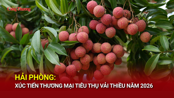 Hải Phòng: Xúc tiến thương mại tiêu thụ vải thiều năm 2026