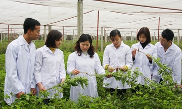 'Đường băng' mới cho dược liệu Việt cất cánh