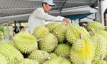 Giá sầu riêng tăng trở lại, tái cấu trúc ngành vẫn là bài toán lớn