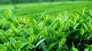 Ngày Chè thế giới: Xây thương hiệu để chè Việt thoát xuất khẩu thô