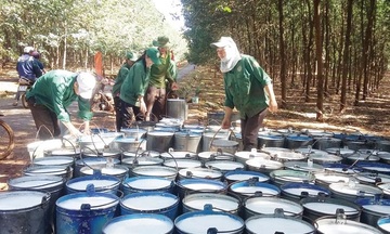 Giá cao su xuất khẩu của Việt Nam cao nhất trong vòng 9 năm qua