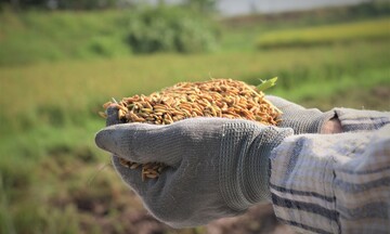 Carbon không phải ‘đũa thần’ cho nông nghiệp phát thải thấp